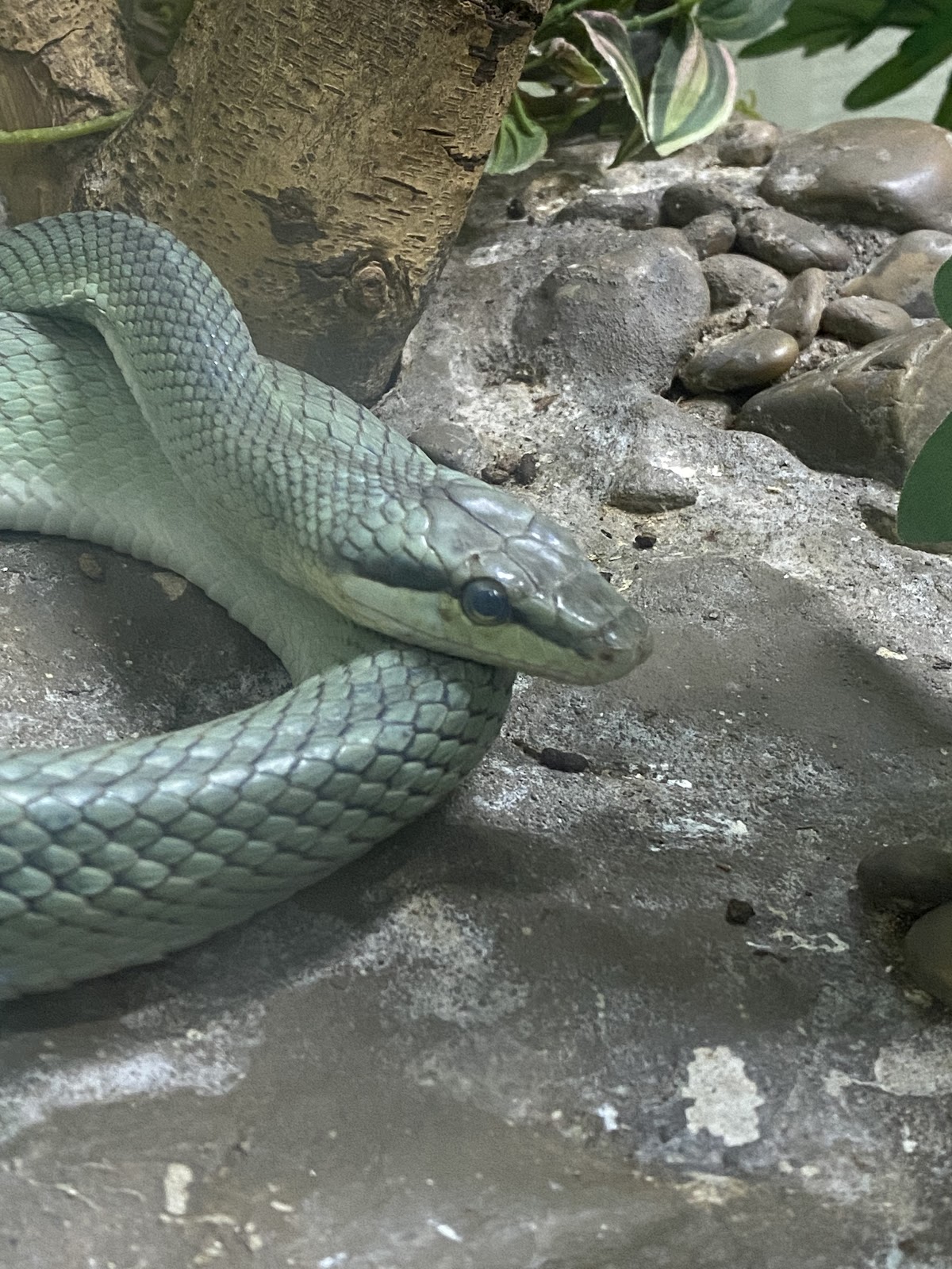 Snake Farm (Queen Saovabha Memorial Institute)
